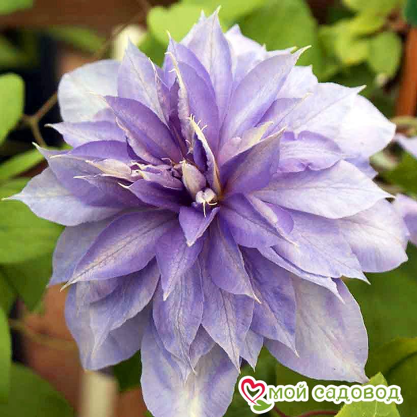 Клематис Кантесс Ловелас ЗКС