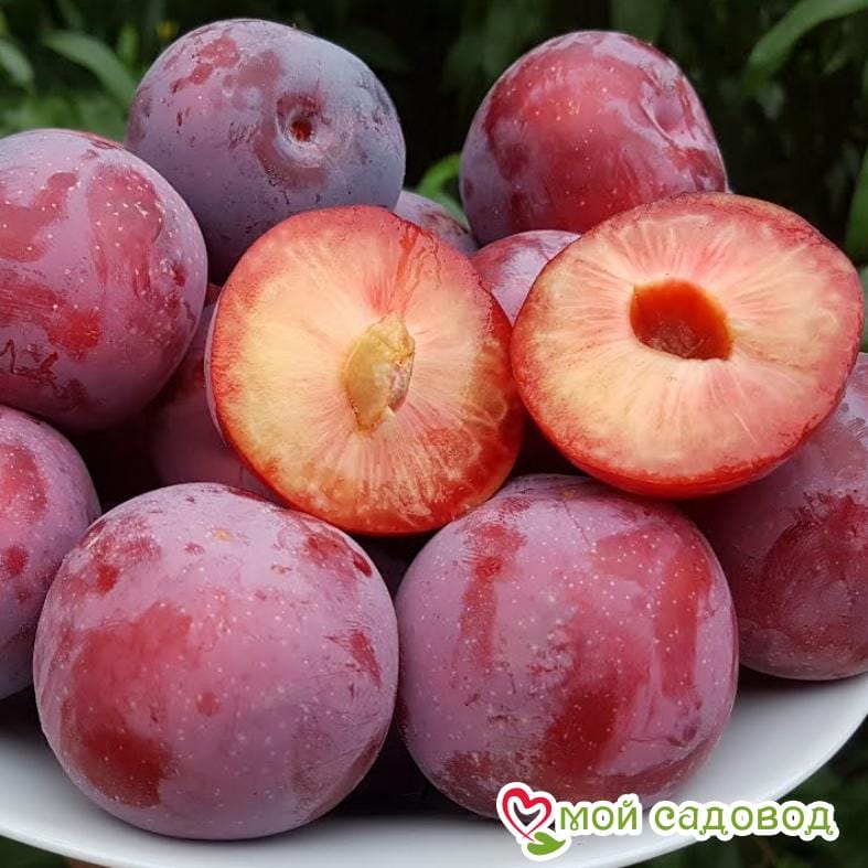 Алыча Десертная