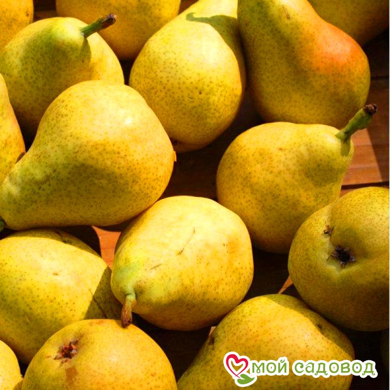 Груша Пингвин Летняя