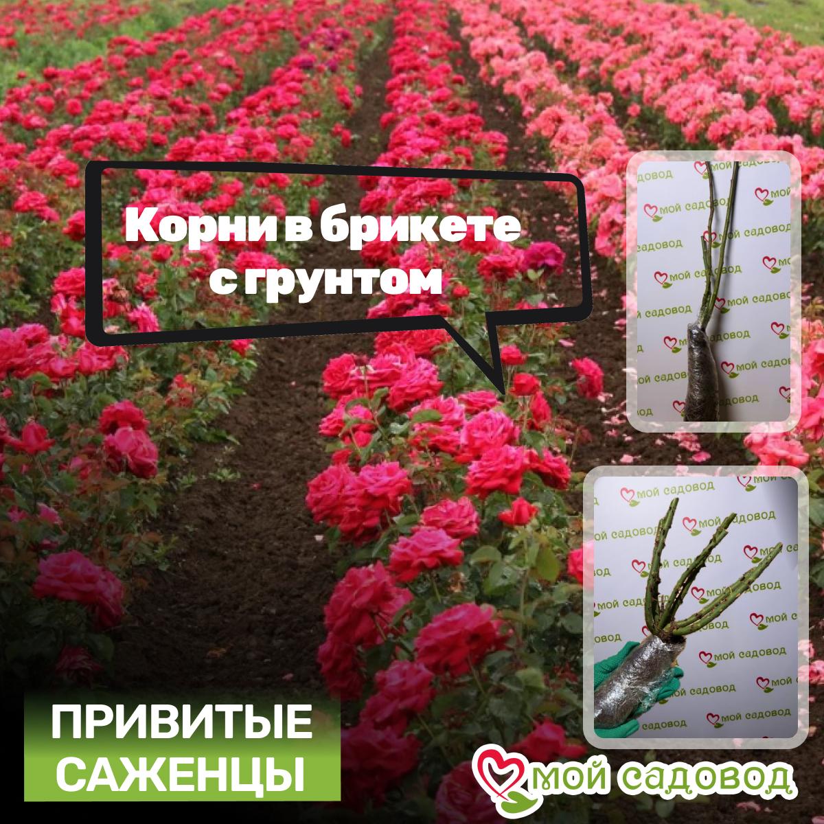 Роза чайно-гибридная Атлас