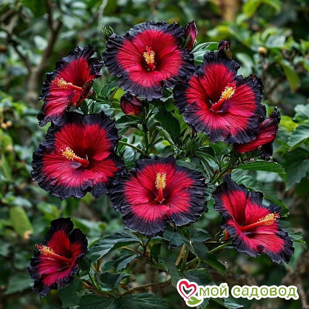 Гибискус Ройял Афеа