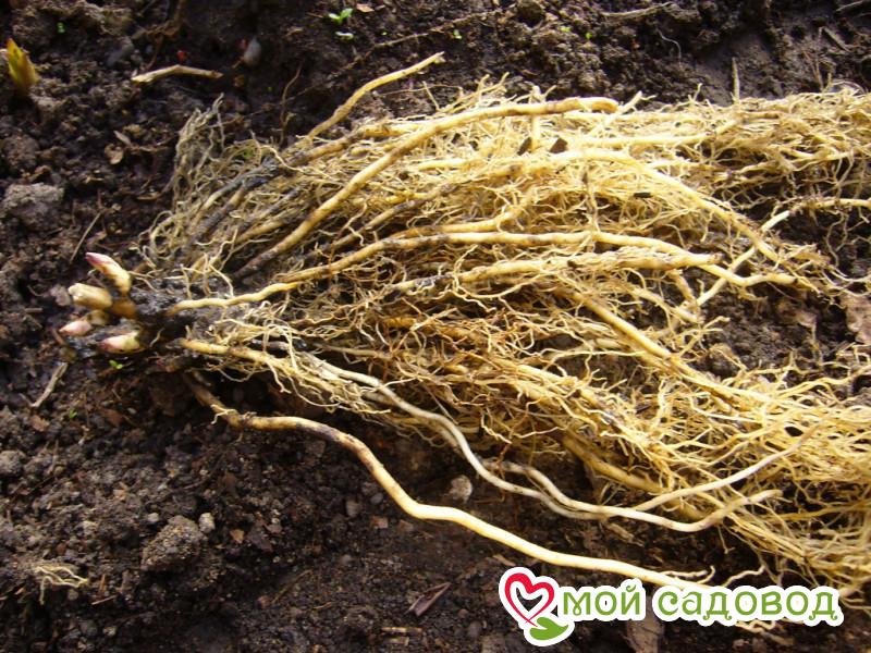 Флокс Старлайт Хилл